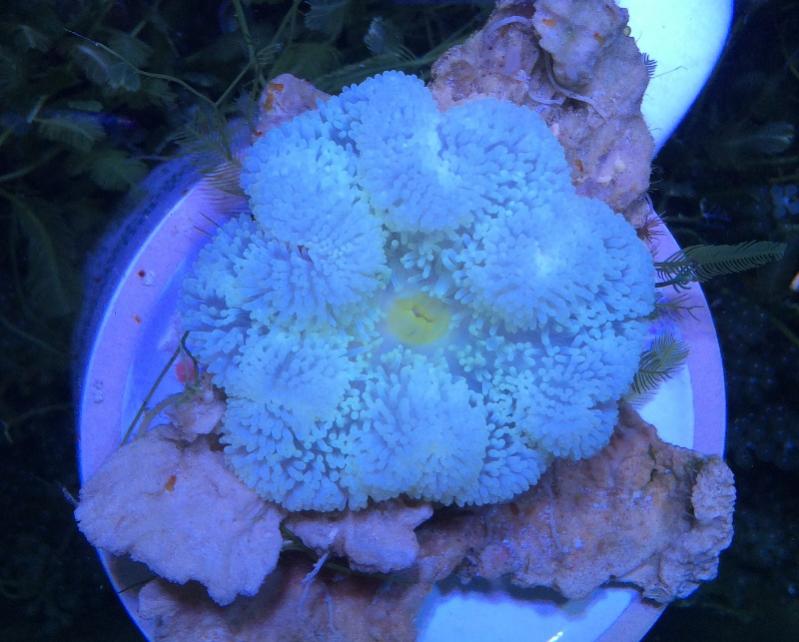 Przeszczep Zooxanthellae 6.jpg