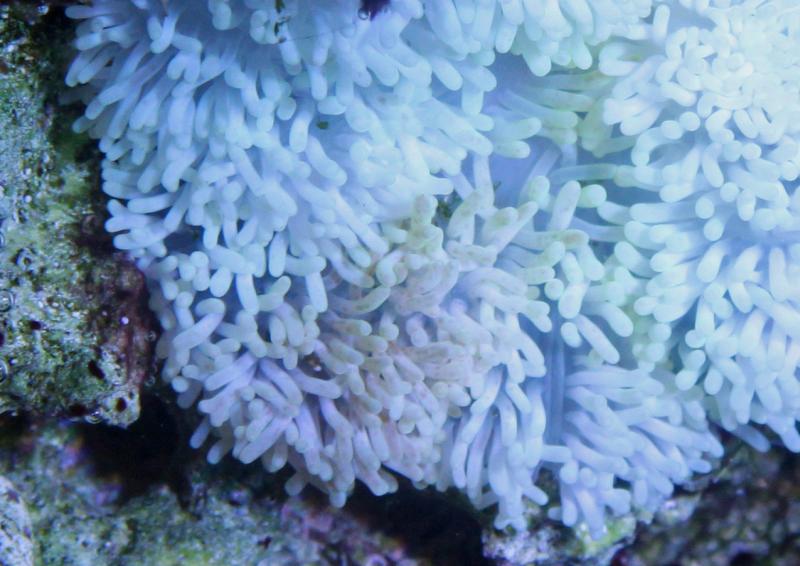 Przeszczep Zooxanthellae 7.jpg