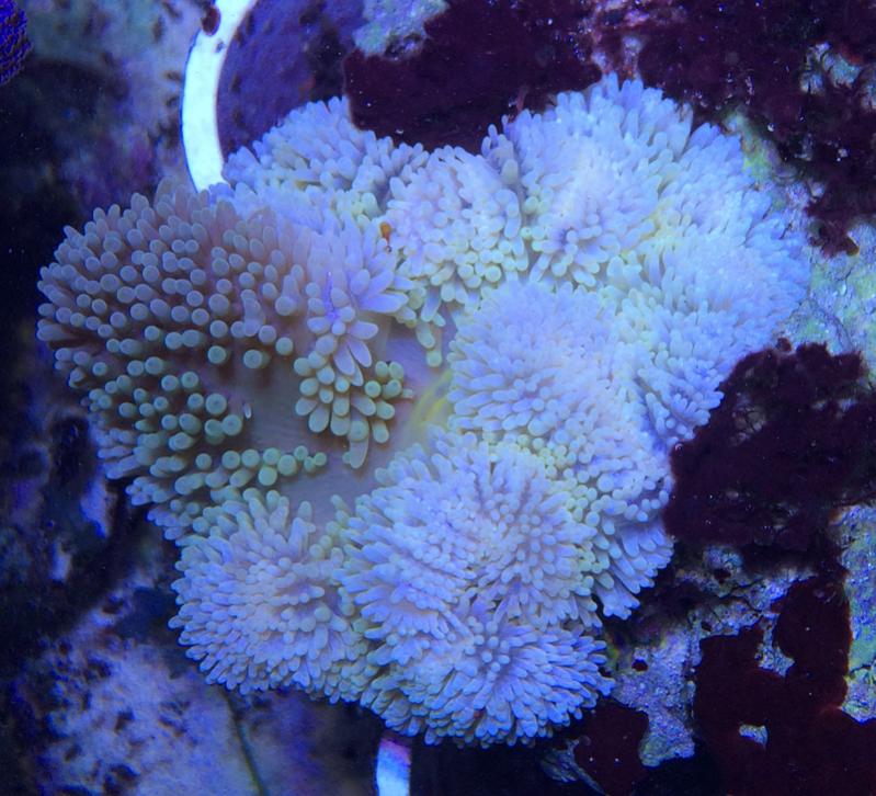 Przeszczep Zooxanthellae 8.jpg