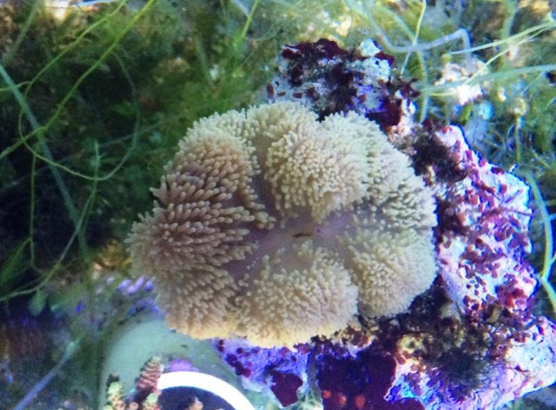 Przeszczep Zooxanthellae 9.jpg