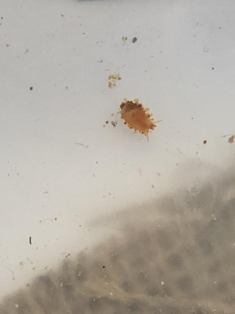 Weird lumpy-mantle snail, nudibranch, and are these a eunicid we care ...