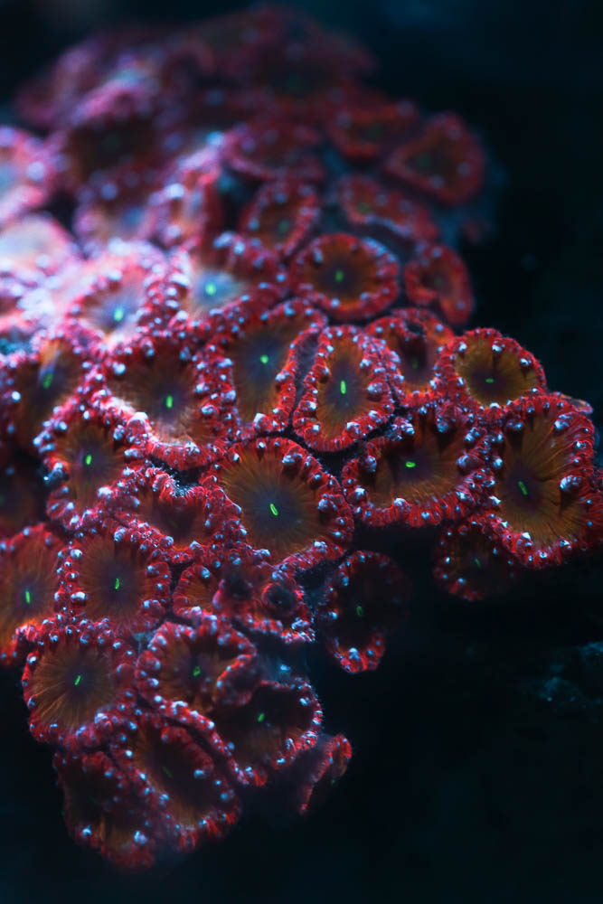 ZW8A0343-4.jpg