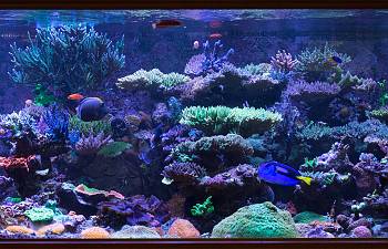 articles reef2reef saltwater and