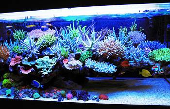 review kessil ap700 light