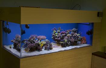 articles page 2 reef2reef