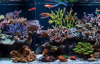 the supreme guide to setting up a saltwater reef aquarium gallery