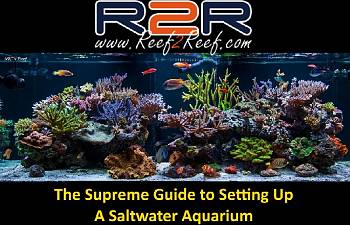 articles reef2reef saltwater and
