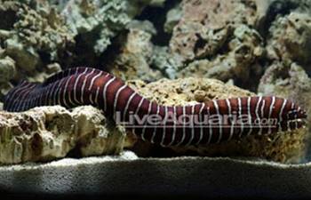 eel care guide reef2reef