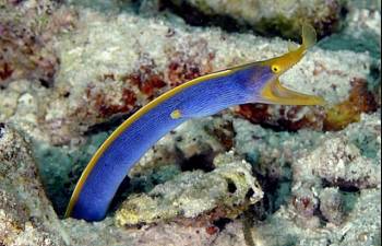 eel care guide reef2reef