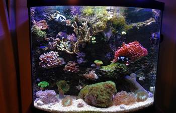 articles page 2 reef2reef