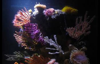 care of large polyp
