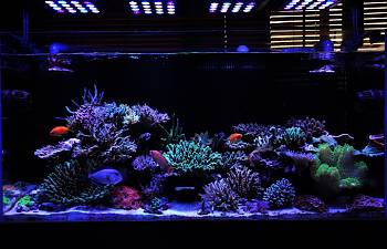 articles page 5 reef2reef