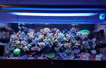 articles page 8 reef2reef