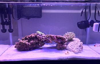 articles page 8 reef2reef