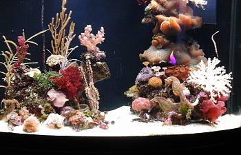 articles page 8 reef2reef
