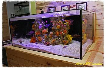 articles page 8 reef2reef