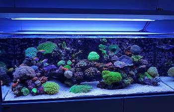 articles page 6 reef2reef