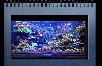 articles page 7 reef2reef