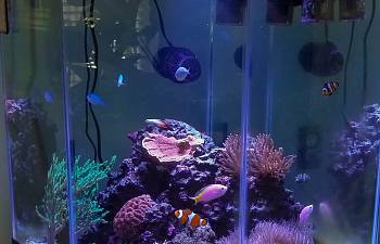 articles page 6 reef2reef