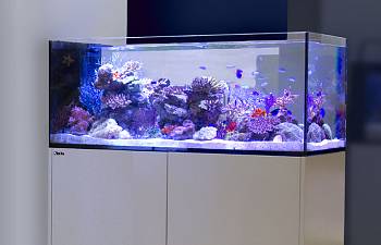 articles page 6 reef2reef