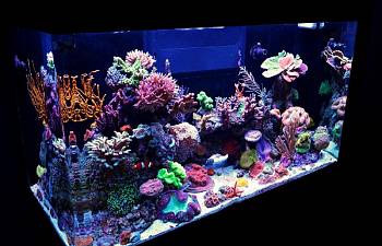 july 2014 r2r tank