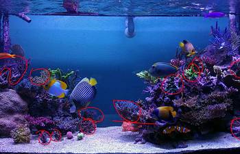 sps corals reef2reef saltwater