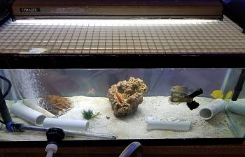 tank terror identifying and
