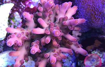 sps corals reef2reef saltwater