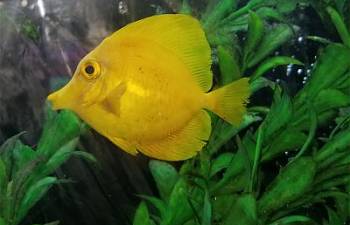 fish disease index pictorial