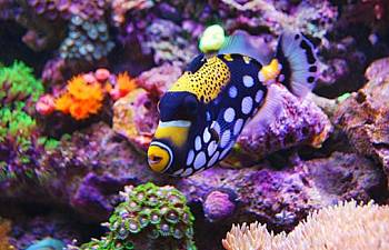 articles page 2 reef2reef