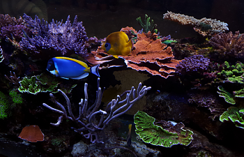 articles page 3 reef2reef
