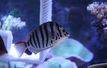 articles reef2reef saltwater and