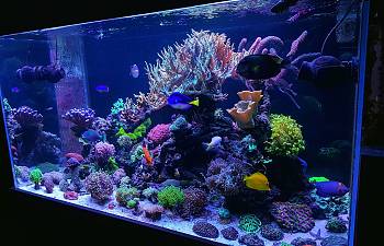 articles reef2reef saltwater and