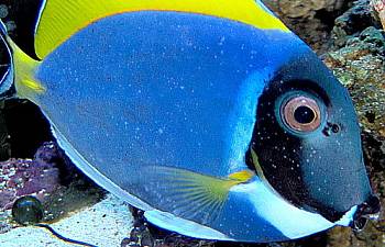 fish disease index pictorial