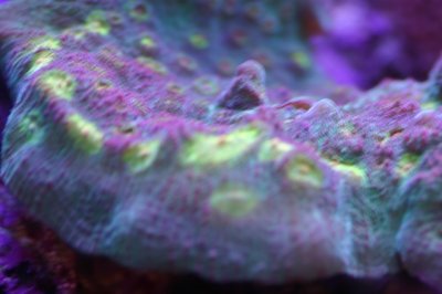 MY Ugly corals 1 031.jpg