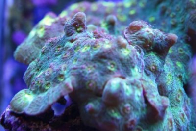 MY Ugly corals 1 026.jpg
