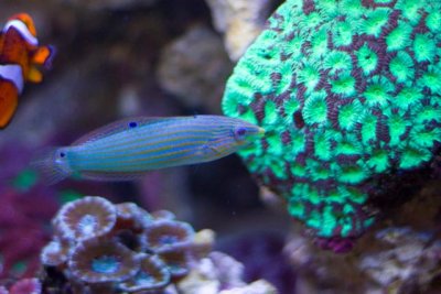 wrasse-1 (Small).jpg