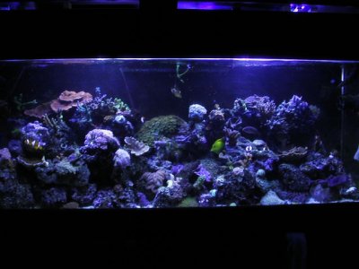 110 Reef Tank 053.jpg