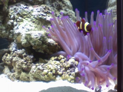 Purple Long Tenticle Anemone & host Maroon Clownfish.jpg
