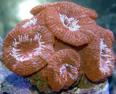Reds Acans (Small).jpg
