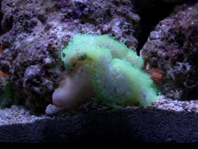 Is this a rock Anenome.jpg