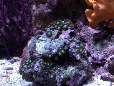 Zoas... not doing great. Too much light I think..jpg