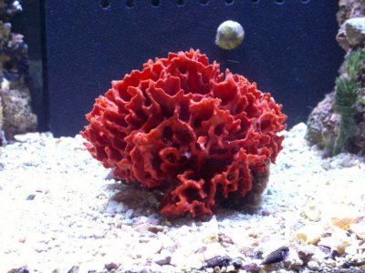 Red Sponge.jpg