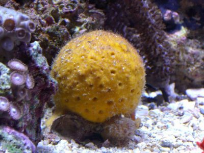 Yellow Ball Sponge.jpg