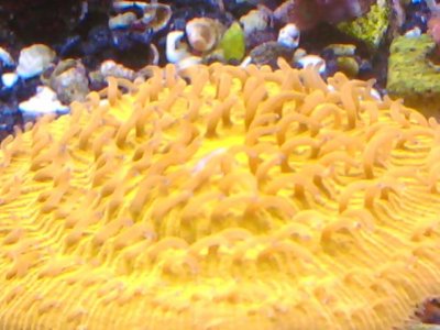 coral 2 005.jpg