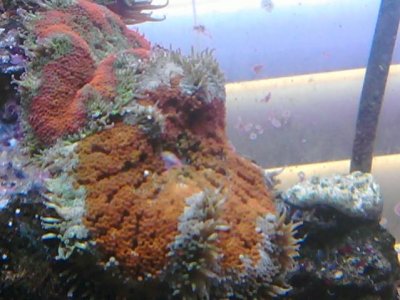 coral 2 023.jpg