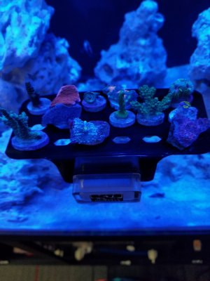 Corals on rack.jpg Corals on rack.jpg