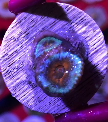 acan-blue1.JPG