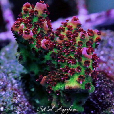 WYSIWYG-Live-Coral-ORA-Red-Planet-Acropora-Table.jpg