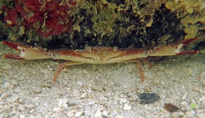 swimmer crab open arms.jpg